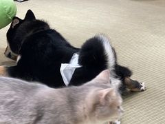 -逗柴咖啡屋·狗咖猫咖宠物桌游