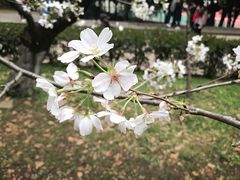 -武汉大学-樱园