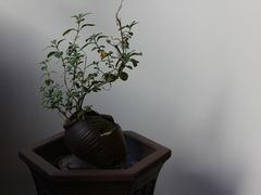 -中国扬州书院博物馆·梅花书院