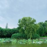 北京最值得去的免费公园｜紫竹院赏荷花🌸