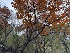 -青龙山生态文化旅游区(慈云寺)
