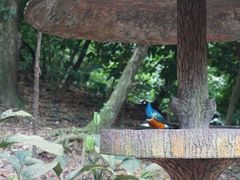 -新加坡飞禽公园