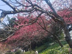 -乌山风景区