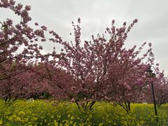 -苏州上方山国家森林公园
