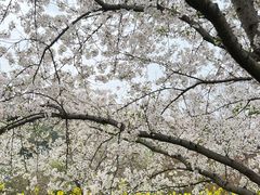 -苏州上方山国家森林公园