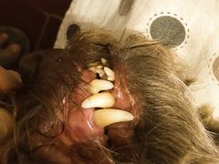 -美联众合动物医院·24h转诊中心