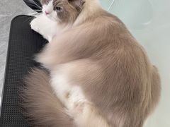-爱洗澡的猫(望京店)