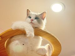 -猫咪派对(江南西店)