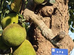 -中国科学院西双版纳热带植物园