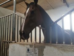 -月河湾马术俱乐部(朝阳店)