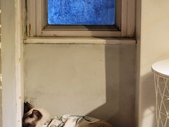 -猫儿山۰猫主题餐厅