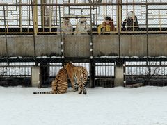 -横道河子东北虎林园
