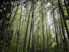 -冶父山国家森林公园