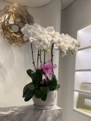 -YESIDO椰岛美容