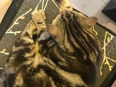 -平行世界·猫咖(首经贸店)