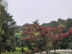 -铁山坪森林公园