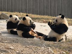 -卧龙中华大熊猫苑神树坪基地