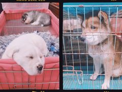 -桂林市花鸟市场