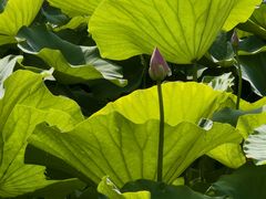 -莲池书院博物馆