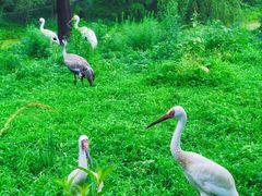 -沈阳森林动物园