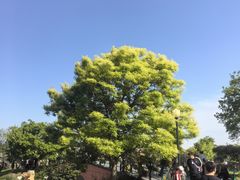 -荷兰花海