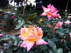 -人民公园(罗湖区)