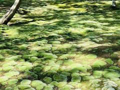 -西芳寺(苔寺)