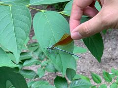 -碓臼峪自然风景区