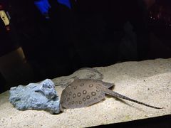 -上海海洋水族馆