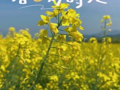-桑洲油菜花景区