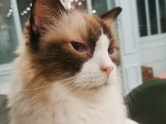 -安格丽娜·狗咖·猫咖羊驼咖(春熙路百盛商场店)