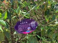 -大围山国家森林公园