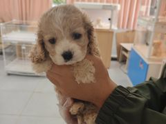 -翊宠yipet猫狗购宠庄园犬舍•猫舍