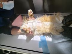 -联合动物医院(光谷诊疗中心)