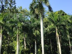 -深圳仙湖植物园