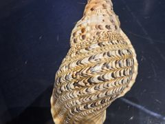 -青岛贝壳博物馆