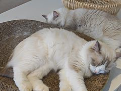 -怪兽屋·羊驼·猫咖·狗咖(俊华广场店)