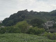 -龙井村
