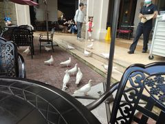 -深圳东部华侨城茵特拉根酒店