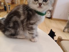 -猫咪派对(江南西店)