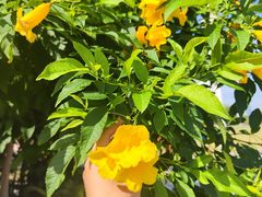 -深圳湾公园(南山区)