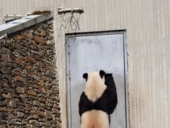 -卧龙中华大熊猫苑神树坪基地