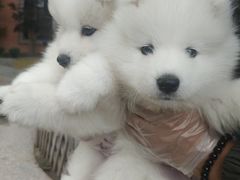 -翊宠yipet猫狗购宠庄园犬舍•猫舍