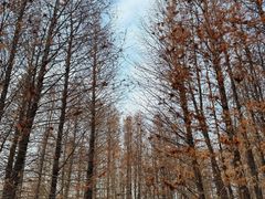 -溱湖国家湿地公园