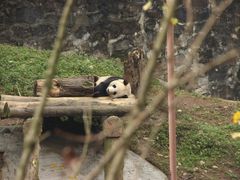 -都江堰中华大熊猫苑