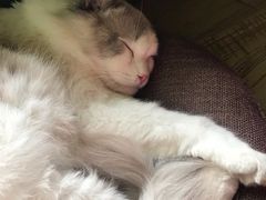 -猫猫幼稚园·撸猫·桌游·电玩