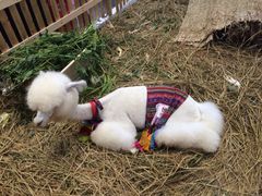 iphone_upload_pic-东浩兰生上海世博展览馆