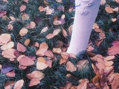 -重庆中央公园(渝北区)