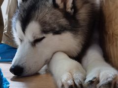 -Husky Go! 哈士奇体验馆·宠物咖啡厅狗咖