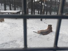-横道河子东北虎林园